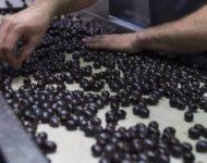 La CE invertirá 2,5 millones en la promoción de aceituna