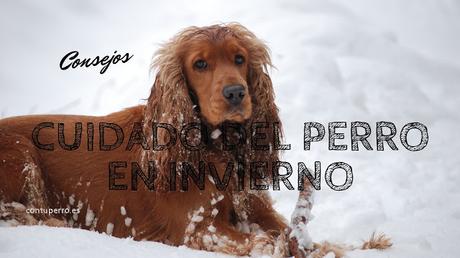 Consejos para cuidar a tu perro en invierno