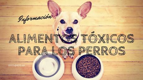 Alimentos tóxicos para los perros.