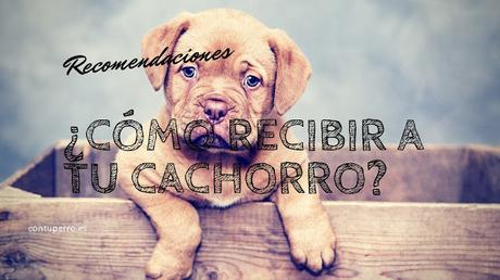 Consejos para recibir un cachorro