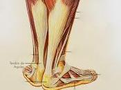 Asocian Enfermedad Coronaria grosor Tendón Aquiles