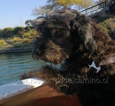 Buscamos a Larry, sordo y medio ciego.