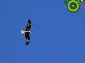 milano real Dehesa Carrascal