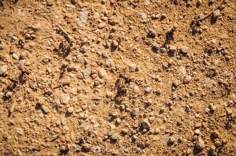 Cabezonas desorientadas