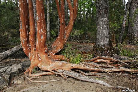Yuco (octubre de 2018)