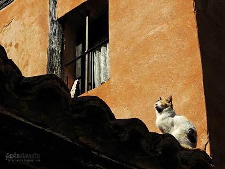 El gato que está tomando el sol en el tejado - Fotografía