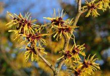 El hamamelis puede ayudar con el acné, las venas varicosas, la caspa y las estrías