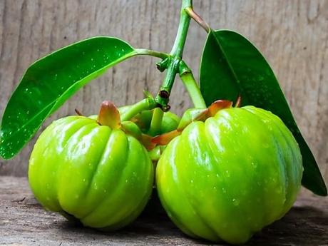 garcinia cambogia