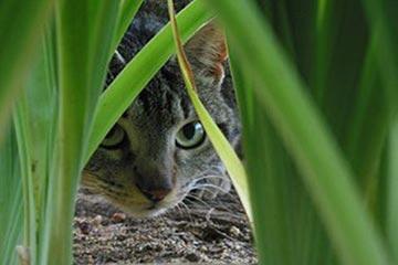 Significado De Soñar Con Buscar