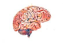 Un estudio reciente proporciona pistas sobre cómo se desarrolla un estado de ánimo bajo en el cerebro