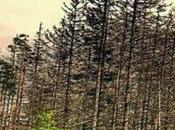 Lluvia ácida, Definición, Causas Consecuencias