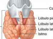 Glándula tiroides