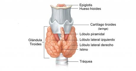 Qué es la glándula tiroides