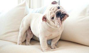 Ama A Tu Mascota Ama A Tu Mascota