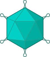 Equipan un Virus para que destruya solo las Células Cancerígenas