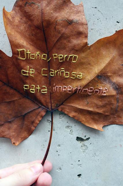 Trasueños de otoño Trasueños de otoño
