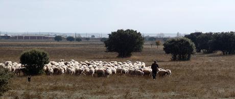 Sembrando el Camino de Santiago, novena edición, 2018.