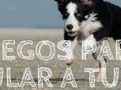 Juegos para estimular perro