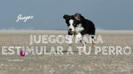 Juegos para estimular a tu perro