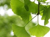 Ginkgo Biloba, Beneficios, Cómo Contrindicaciones