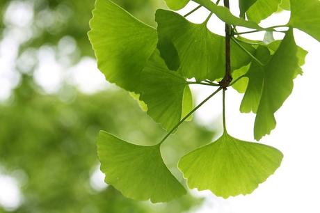 ginkgo biloba