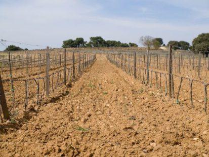 Enoturismo en España: regiones vitivinícolas ibéricas