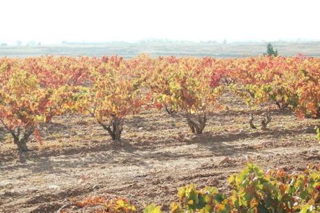 Enoturismo en España: regiones vitivinícolas ibéricas