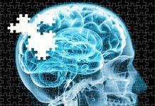 Una proteína llamada netrin puede aumentar el aprendizaje y la memoria al fortalecer las conexiones neuronales en el cerebro adulto