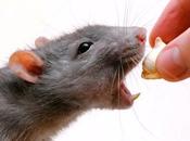 ¿Por tratamientos para acabar insectos roedores cada menos efectivos?