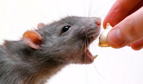 ¿Por qué los tratamientos para acabar con insectos y roedores son cada vez menos efectivos?