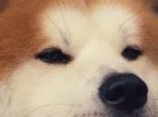 Este bonito anuncio reinterpreta historia perro Hachikō final feliz