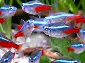 ¿Qué puede hacer exótico para salud corazón humano?