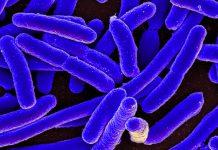 Un antibiótico natural puede combatir la E. coli