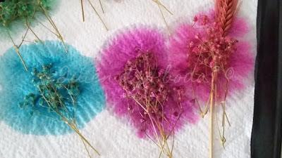 Paniculata secándose sobre papel