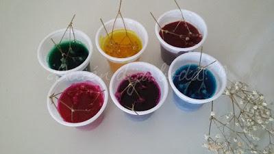 Paniculata en vasos con agua y tintes de diferentes colores