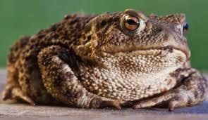 Que Es Un Político…? :) Que Es Un Político…? :)