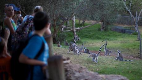 Los mejores 9 lugares para amantes de los animales en Israel