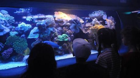 Los mejores 9 lugares para amantes de los animales en Israel