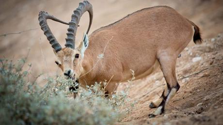 Los mejores 9 lugares para amantes de los animales en Israel