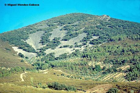 Un relato breve: Colmeneros en 1486