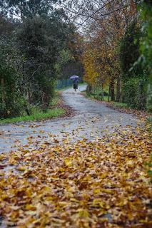 Despeñado por la obsolescencia