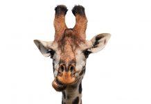 ¿Es normal querer detener tu crecimiento?¿Puedes evitar ser más alto?