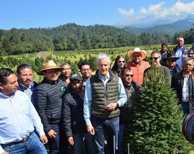 INICIA GOBERNADOR ALFREDO DEL MAZO CAMPAÑA DE COMERCIALIZACIÓN DE ÁRBOLES DE NAVIDAD 2018, EN AMECAMECA