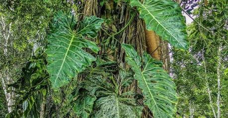 Experiencias con la ayahuasca