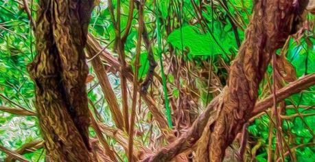 Ayahuasca Efectos secundarios de la ayahuasca