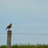 Pájaro hornero posando en un pique