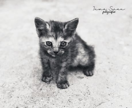 Fotografía | Animales