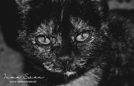 Fotografía | Animales