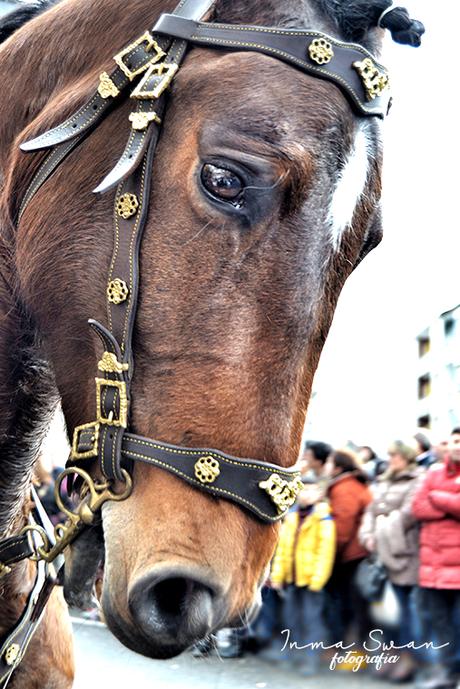 Fotografía | Animales