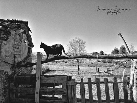 Fotografía | Animales